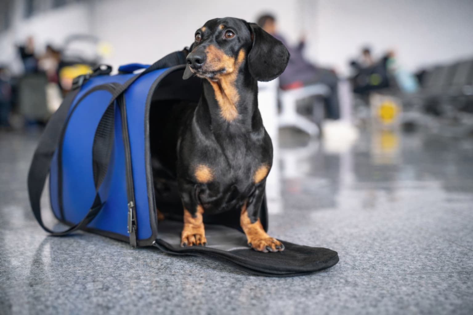 Hund mit Reisetasche bereit zum Reisen